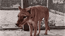 Thylacine Animal GIF