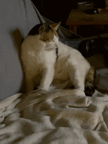 a cat is laying on a blanket and looking at the camera