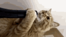 cats funny lick playtime vacuum