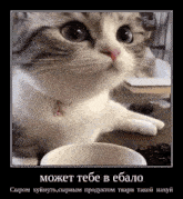 a picture of a cat with a flower necklace and a cup of coffee