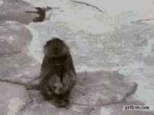 Monkey Reflection GIF - Monkey Reflection Surprise GIFs