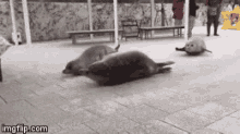 Seal Crawl GIF - Seal Crawl Walk GIFs