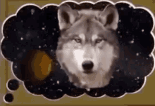 Floating Wolf Thought Bubble GIF - Floating Wolf Thought Bubble Solar System Wolf GIFs