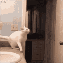 Funny Cat GIF - Funny Cat Fall GIFs