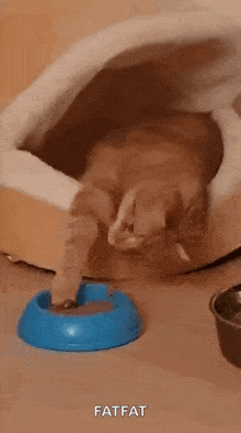 a cat is laying in a bed next to a blue bowl of food .