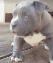 Puppy Pitbull GIF