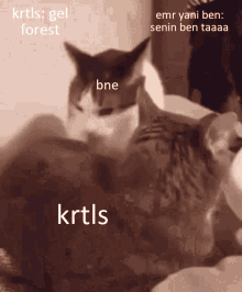 Cat Forest GIF - Cat Forest Türkçe GIFs