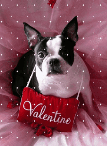 Valentines Day Dog Boston Terrier GIF - Valentines Day Dog Boston Terrier GIFs