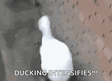 duck dancing duck walk away