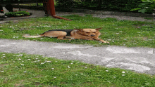 a dog wearing a harness laying in the grass