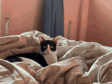 Nani Cat GIF - Nani Cat GIFs