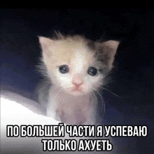 a picture of a kitten with russian writing on it