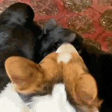 a black dog and a brown and white cat are laying next to each other on a carpet .
