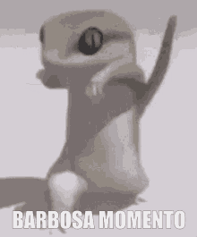 Barbosa Barbosamomento GIF