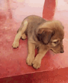 Cute Puppy GIF - Cute Puppy Dog GIFs