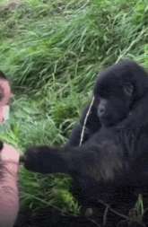 a gorilla is laying down in the grass with a person standing behind it