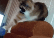 Kittens Cats GIF