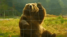 Just Sayin' Hi GIF - Bear Animals Waving GIFs