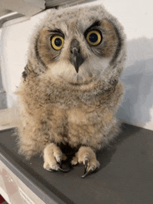 Whooooo GIF - Whooooo GIFs