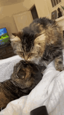 Meow Cat GIF - Meow Cat Fight GIFs
