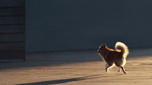 a small brown and white dog is running on a wooden deck