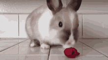 rabbit eating raspberries