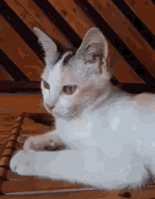 Curious Cat Xexycat GIF - Curious Cat Xexycat Cat GIFs