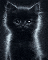 a black cat with white fur looks at the camera with a black background