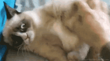 Oh No GIF - Grumpy Cat Cat No GIFs