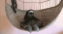 Bored Sloth GIF - Bored Sloth Blank Stare GIFs