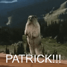a squirrel standing on its hind legs with the word patrick written on the bottom