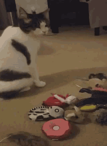 Cat Ignore GIF - Cat Ignore Toys GIFs