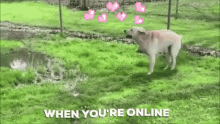 happy hops love online hearts dog