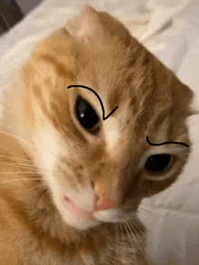 Cat Eyebow Cat Eyebrow GIF - Cat Eyebow Cat Eyebrow GIFs