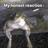 Phrog My Honest Reaction GIF - Phrog My Honest Reaction Frog GIFs