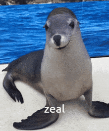 Zeal Seal GIF - Zeal Seal Smile GIFs