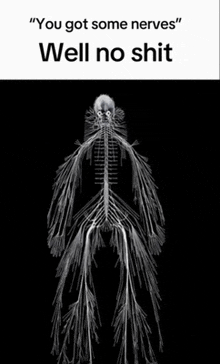 a black and white image of a skeleton with the words " you got some nerves well no shit " below it