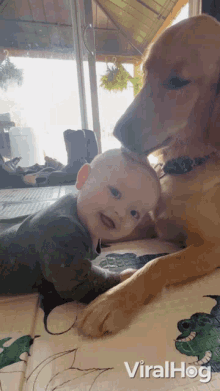 A Dog Licks A Babys Head Viralhog GIF