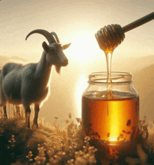 Goat Honey GIF