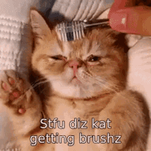 Cat Brush Cat GIF - Cat Brush Cat Stfu GIFs