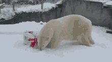 Polar Bear Snow GIF - Polar Bear Snow Polar GIFs