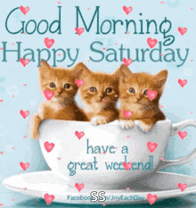 three kittens are sitting in a cup of coffee and saying good morning happy saturday have a great weekend .