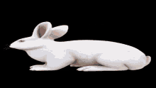 Kranenburger Rabbit GIF - Kranenburger Rabbit GIFs
