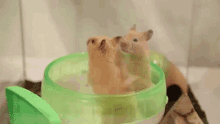 幽体離脱　cute Hamster GIF - Cute Hamster Astral Projection GIFs