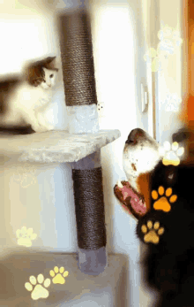 Cat Dog GIF - Cat Dog Togetherness GIFs