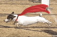Dog Fly GIF - Dog Fly Flyball GIFs