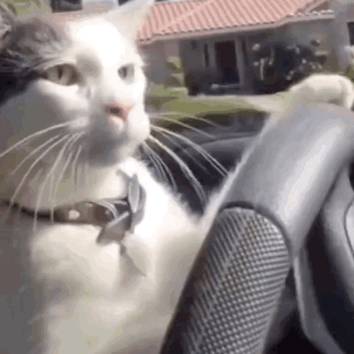 cat-driving.gif