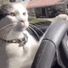Cat Driving GIF - Cat Driving Twicedior GIFs