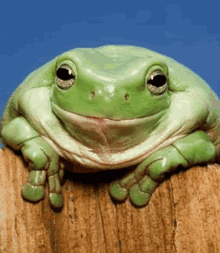Frog Teeth GIF - Frog Teeth Smile GIFs