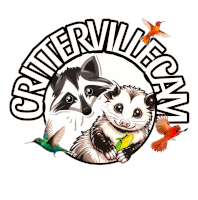 a raccoon opossum and hummingbirds are in a circle with the words criterville canyon